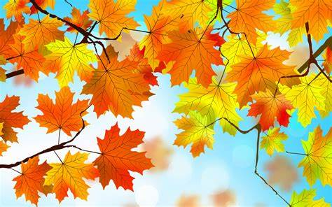 Fall leaves