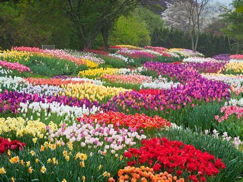 Flowers blooming