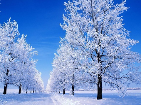 Snowy scene